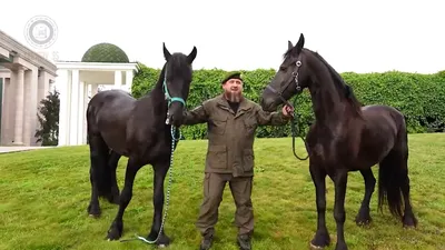 Кадыров оценил своего санкционного коня, украденного в Чехии, в 10 млн  долларов