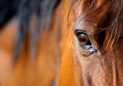 Полиция Чехии выдвинула свою версию по исчезновению коня Кадырова - РИА  Новости, 17.05.2023