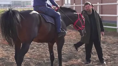 В Чехии украли коня Кадырова