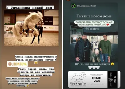 NEWSru.com :: Скаковые лошади Кадырова из-за санкций состарились в Чехии  без дела