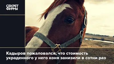 Кадыров заявил о похищении его коня в Чехии по его заказу с помощью  украинских спецслужб