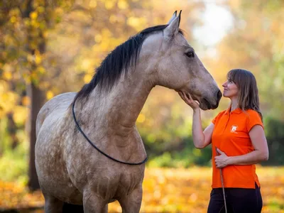 Самая красивая лошадь в мире: топ-10