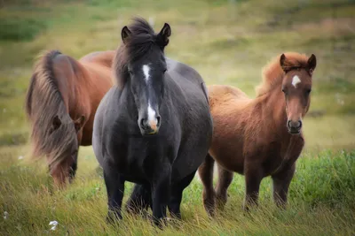 Психология лошади | Академия EquiFlow | Секреты обучения лошадей