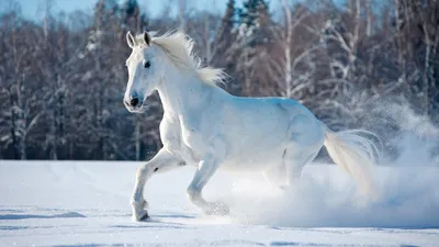 Белая лошадь в Подмосковье - лошади Дзержинский