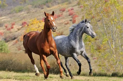 Лошади КСК Левадия, horse | серая лошадь, серая масть, лошад… | Flickr