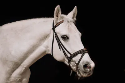 Глаза лошади: особенности зрения, анатомия глаза, болезни