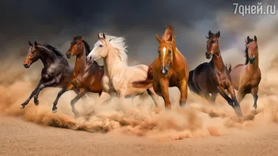 Купить лошадь | Продажа лошадей в Свердловской области | Загородный клуб  «Белая лошадь»