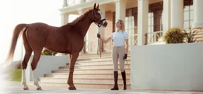 Портрет лошади: купить онлайн персонализированные и стилизованные  нарисованные от руки 🐎............
