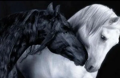 Любовь лошадей -