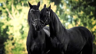 лошади отдельная любовь... :: Алина Ауман – Социальная сеть ФотоКто