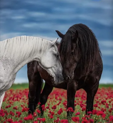 Любовь к лошадям как бомба замедленного действия | Пикабу