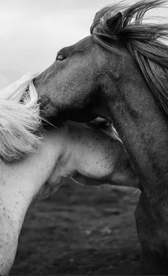 ɪᴍ ɴᴏᴛ sᴀʀᴀʜ в Instagram: «- 𝙃𝙤𝙧𝙨𝙚𝙨 𝙖𝙧𝙚 𝙗𝙚𝙖𝙪𝙩𝙞𝙛𝙪𝙡  𝙘𝙧𝙚𝙖𝙩𝙪𝙧𝙚𝙨🌿🐴 × × × × × Tags: #romanceclub #… | Красивые лошади, Любовь  лошадей, Лошади