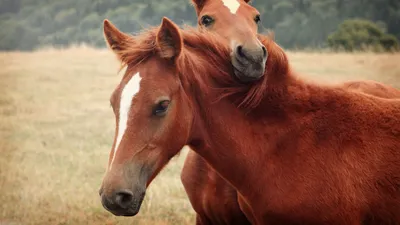 картинки : Дикая природа, люблю, Лошадь, поцелуй, Млекопитающее, Жеребец,  Грива, Фауна, лошади, Конь как млекопитающее, Мустанг лошадь 3750x2725 - -  681459 - красивые картинки - PxHere