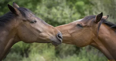 Эстетичные обои с лошадьми - 54 фото