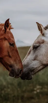 Картина «Красочная лошадь», Любовь Купцова