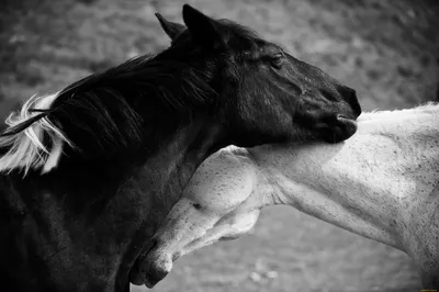 Прованс Клуб Верховой Езды - «Любовь к лошади означает для меня наслаждение  каждой минутой общения, будь то чистка лошади, верховая езда или просто  общение. Это общение глаза в глаза. Любовь к лошади –