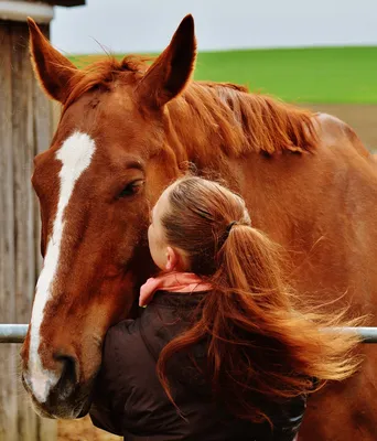 Картина по номерам \"Лошадиная любовь. Лошади. Животные.\" 40х50 — купить в  интернет-магазине по низкой цене на Яндекс Маркете