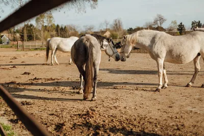 Картина маслом на холсте Лошади Кони любовь пара лошадь: 2 000 грн. -  Живопись Варва на Olx