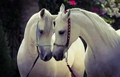 Влюбленные лошади - 75 фото