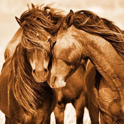 Модульная картина две лошади любовь – ART-VEK