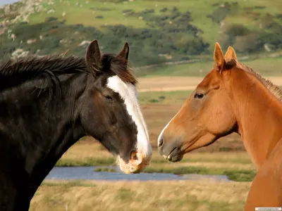 Иллюстрация любви между мамой-лошадкой и детенышем лошади | Премиум Фото