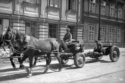 Фото \"Лошади на войне\", апрель 1945, Австрия, г. Вена - История России в  фотографиях