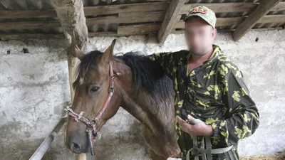 Российская армия начала использовать лошадей на войне в Украине - Русская  служба The Moscow Times