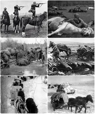 О роли лошадей в Великой Отечественной войне | Пикабу