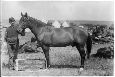 Реальная история лошади на войне в фотографиях - О лошадях | КОНОВОД