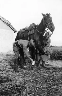 Одинокий Лошадь Является Единственным Выжившим В Гражданская Война В  Реконструкции Андерсон, Штат Калифорния. Фотография, картинки, изображения  и сток-фотография без роялти. Image 49415396