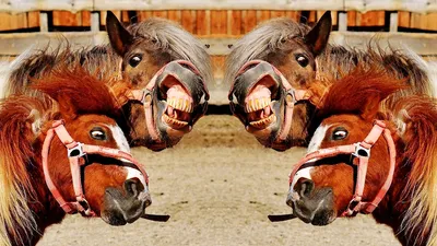 Лошади – открытая книга | Пикабу