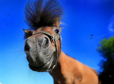 Смешные мультяшные лошади - 62 фото