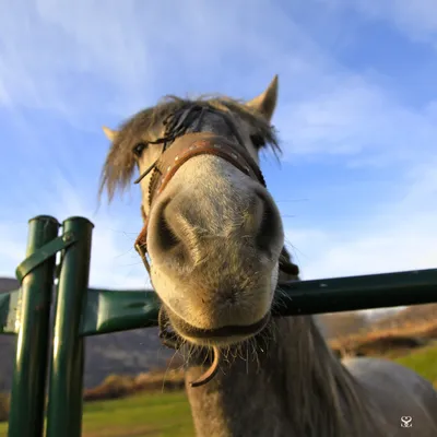 Усатые лошади » Приколы, юмор, фото и видео приколы, красивые девушки на  кайфолог.нет