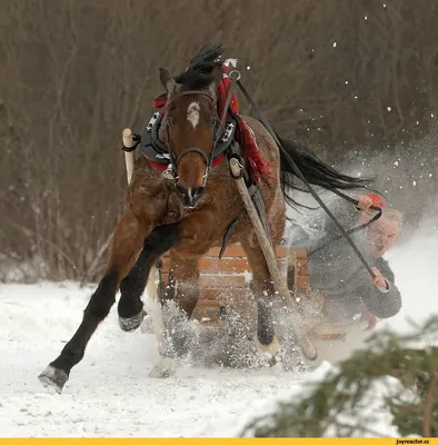 Фотографии смешных лошадей: различные форматы изображений | Смешные лошади  Фото №898592 скачать