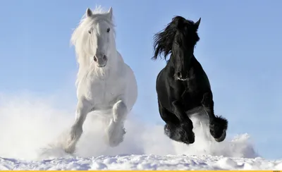 Смеясь над зубы лошади смешные счастливые белые усмехаясь Стоковое  Изображение - изображение насчитывающей юмористическо, смешно: 52586193