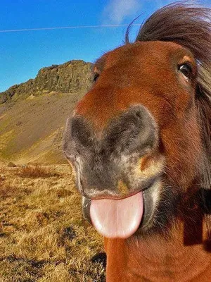 Смешная лошадь | Пикабу