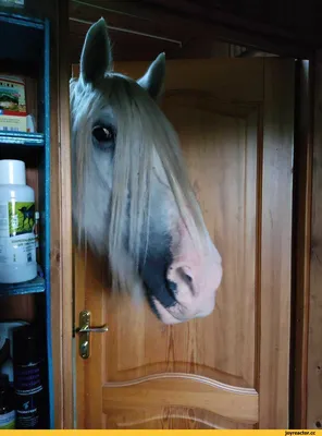 Заходит лошадь в бар | Пикабу