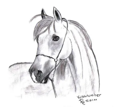 лошадь ходьба рисунок вектор на белом фоне, клипарт изображение лошади,  лошадь, графика фон картинки и Фото для бесплатной загрузки