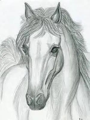 Картина на холсте \"Рисунок лошади\"
