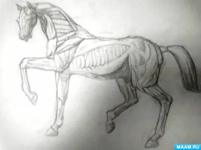 Рисунок лошади карандашом для срисовки - 55 фото