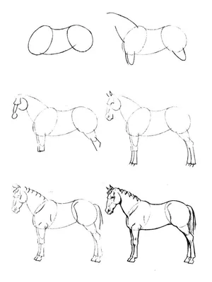 Рисунок лошади поэтапно | Рисунок, Лошади, Рисовать