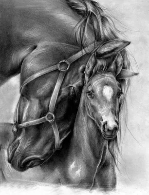Лошади. Рисунки любителя. | Пикабу