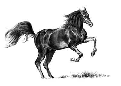 Как нарисовать ГОЛОВУ ЛОШАДИ / учимся рисовать лошадь - YouTube
