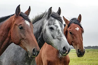 Самые дорогие породы лошадей в мире: кто они?
