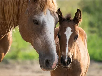 Кремовая ахалтекинская лошадь | Пикабу