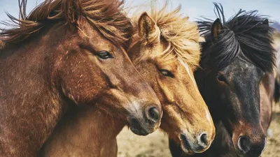 СПАСИТЕ ЛОШАДКУ: КАК БЛАГОЕ ДЕЛО МОЖЕТ БЫТЬ ОБМАНОМ | ESU Horses