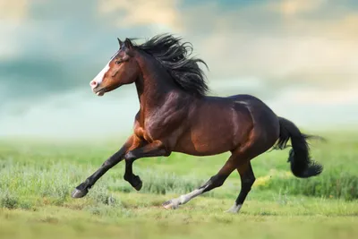Вид Сбоку Лошади — стоковые фотографии и другие картинки Лошадь - Лошадь,  Белый фон, Коричневый - iStock