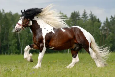 Красивая лошадь» — создано в Шедевруме
