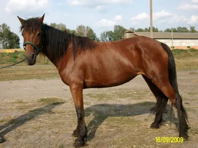 z5094 Лошадь гарцующая, 160 см - купить в магазине HansaToys