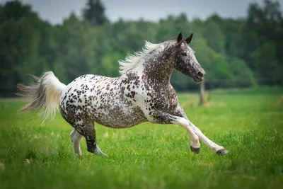 Скачать обои лошадь, лошади, кони, пыль, грива разрешение 1920x1080 #177556